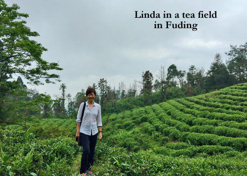 Linda_in_a_tea_field_in_Fuding 500