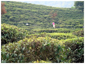 Tea Plantation