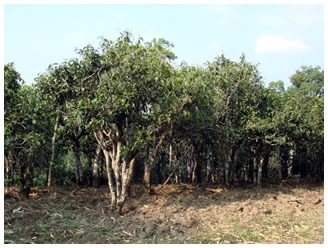 Tea Mountain Trees