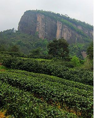 Wuyi Yan Cha Mountains