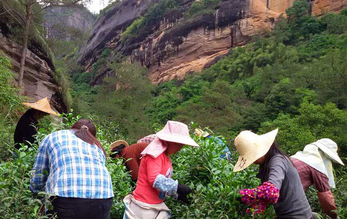 Picking Tea