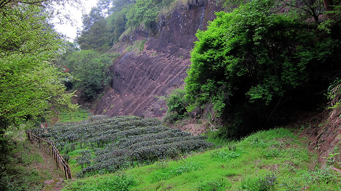 Wuyi Yan Cha Mountains