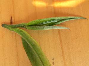 Leaves from the old trees