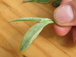 leaves from young trees