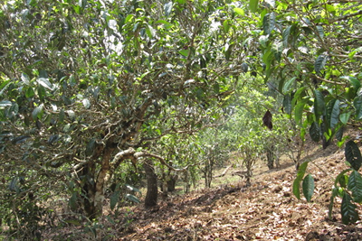 Pu-erh Tea Tree