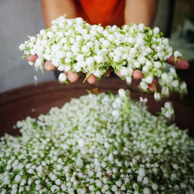 jasmine blooms