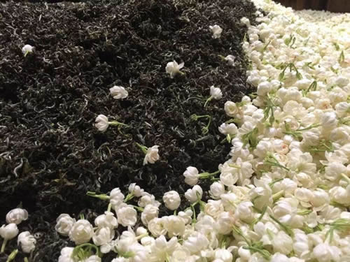 jasmine blooms and tea separated