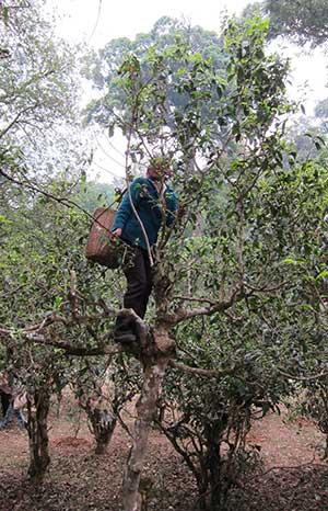 The picking of fresh leaves