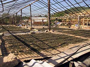 Sun-drying the leaves