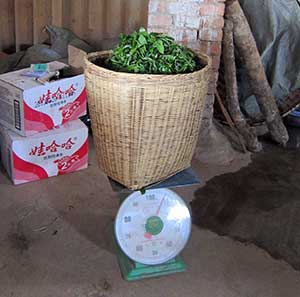 Weighing the fresh leaves