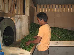 Stir-frying the leaves by hand