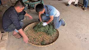 kneading and rollling leaves