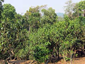 Old-growth or ancient tea gardens,gushu cha