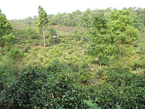 Sustainable farming tea, shengtai cha