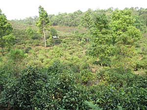 Sustainable farming tea, shengtai cha