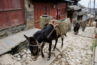 Tea Pack Mules