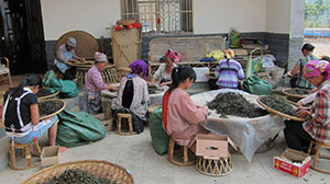 ea sorters sorting out the unwanted old leaves