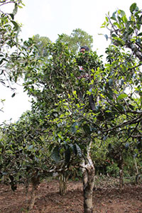 local tea farmer picking tea leaves on top of the tree