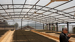 greenhouse like structure to dry processed leaves