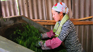 MAhbus sister-in-law pan frying the green leaves