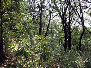 Wild tea trees, yeh sheng cha