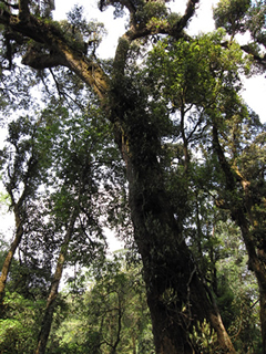 Yunnan Old Growth Forest