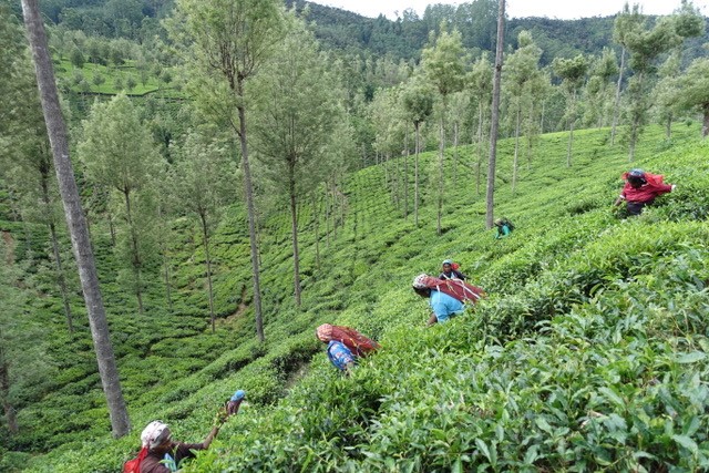 harvesting tea